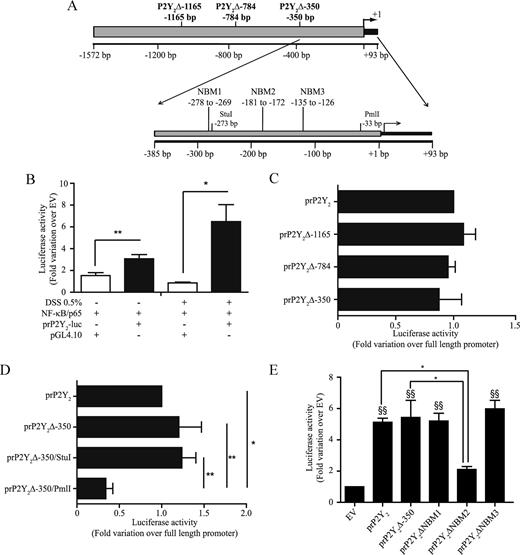 FIGURE 2. NF-κB p65 trans activates the P2Y2R promoter region under basal conditions and this trans activation is enhanced following DSS-induced stress in Caco-2 cells. A, P2Y2R promoter constructs. B, Subconfluent Caco-2 cells were transiently cotransfected with the P2Y2R promoter-luciferase construct (prP2Y2-luc) and the NF-κB p65-expressing vector or the empty pGL4.10 vector (control). Cells were incubated with or without 0.5% (w/v) DSS for 6 h, and luciferase activity was assayed after 48 h. C, Subconfluent Caco-2 cells were cotransfected with the P2Y2R promoter-deletion luciferase constructs prP2Y2Δ-350bp, prP2Y2Δ-784bp, or prP2Y2Δ-1165bp and the NF-κB p65-expressing or control vector. D, Subconfluent Caco-2 cells were cotransfected with the P2Y2R promoter-deletion luciferase constructs prP2Y2Δ-350/PmlI or prP2Y2Δ-350/StuI and the NF-κB p65-expressing or control vector. E, prP2Y2ΔNBM1, prP2Y2ΔNBM2, prP2Y2ΔNBM3, P2Y2R full-length promoter constructs or prP2Y2Δ-350bp promoter construct were transiently cotransfected with the NF-κB p65-expressing or control vector. Luciferase activity is expressed as the fold increase relative to the activity of the empty vector cotransfected with the NF-κB p65-expressing vector. Data are the means ± SEM of results from at least four separate experiments done in triplicate. Statistical analysis was performed by an ANOVA test; *, p < 0.05 and **, p < 0.01, as compared with respective controls and indicated on the figures. E, §§, p < 0.01, as compared with empty vector control (EV).