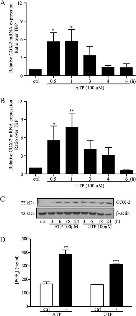 FIGURE 4. ATP and UTP stimulate COX-2 expression and PGE2 released by Caco-2. Addition of 100 μM ATP (A) or UTP (B) rapidly stimulated the mRNA expression of COX-2 in Caco-2 cells. C, Caco-2 cells were stimulated with 100 μM ATP or UTP for 0 (control; ctrl), 3, 6, 18, and 24 h. COX-2 protein expression was detected by Western analysis. D, PGE2 released in the cell culture medium was determined after a 24-h stimulation of Caco-2 cells with 100 μM ATP or UTP. For A, B, and D, data are the means ± SEM of results from three separate experiments done in duplicate. Statistical analysis was performed by an unpaired t test; *, p < 0.05; **, p < 0.01; and ***, p < 0.001, in comparison with unstimulated cells (ctrl). C, Blot is typical of three separate sets of experiments.