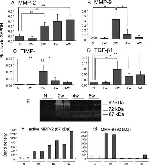 FIGURE 3. A–D, Quantitative analysis of MMP-2, MMP-9, TIMP-1, and TGF-β1 mRNA by real-time PCR. Real-time PCR was performed using heart tissues from normal and immunized rats at 1, 2, 4, and 6 wk to determine the levels of MMP-2 (A), MMP-9 (B), TIMP-1 (C), and TGF-β1 (D) mRNA. Each group consisted of four rats. The y-axis represents values normalized with GAPDH. ∗, p < 0.05; ∗∗, p < 0.01. N, Normal. E–G, Gelatin zymography (E) and its density analysis (F and G) revealed essentially the same findings as obtained by real-time PCR.