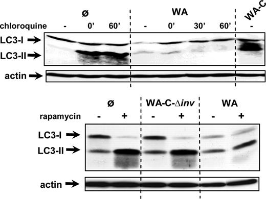 FIGURE 11. Wild-type Yersinia globally affects the autophagic response. J774A.1 macrophages were left untreated (ø) or were infected with wild-type WA, plasmid-cured WA-C, or invasin-deficient WA-C-Δinv. Where indicated, chloroquine (75 μM) was administered to the cells together with WA (0′), or 30 (30′) or 60 (60′) min following WA infection. Rapamycin (50 μg/ml) was applied to the cells simultaneously with WA or WA-C-Δinv. Cell lysates were prepared and subjected to immunoblotting 3.5 h after onset of infection, using anti-LC3 Ab. Equal gel loading with lysates was controlled by actin immunoblotting.