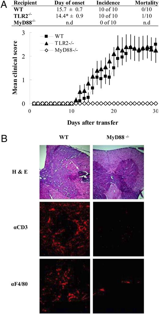 FIGURE 1. MyD88, but not TLR2, is required for induction of adoptive transfer EAE. A, Adoptive transfer EAE was induced in C57BL/6 WT (squares), TLR2−/− (triangles), and MyD88−/− (open diamond) mice. Approximately 20 × 106 activated WT anti-MOG35–55 T cells were injected per mouse following sublethal irradiation. The average clinical score of all of the mice in one representative experiment of two is shown. No PTX was administered. The table shows combined data from two independent experiments. In an analysis of all of the mice, day of onset was significantly earlier in TLR2−/− mice (*p < 0.05), and mean cumulative clinical score was higher (p < 0.00016). B, Inflammatory infiltrates were analyzed by H&E stained sections of lumbosacral SC from day 24, when clinical scores peak in WT mice (top). Frozen sections from day 24 were stained for CD3+ (middle) and F4/80+ cells (bottom). The sections were by viewed by confocal laser scanning microscopy. Sections are shown from one representative mouse of five analyzed per group.