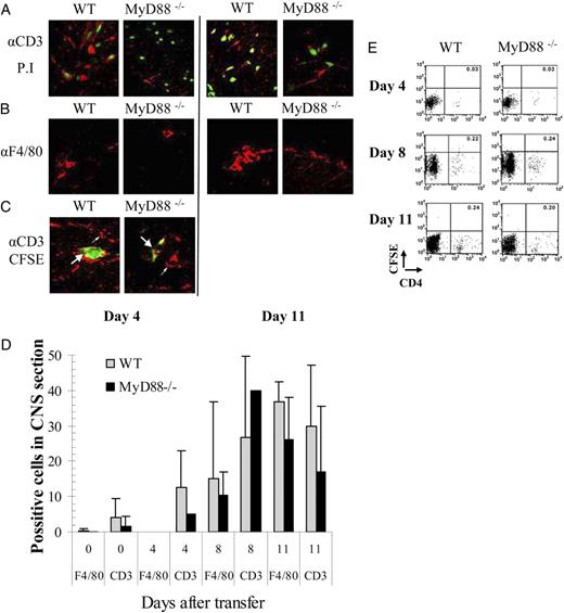 FIGURE 3. Inflammatory CNS infiltrates develop in WT and MyD88−/− mice. A, B, For 4 and 11 d after transfer of WT CFSE-labeled T cells, frozen sections of lumbosacral spine from WT and MyD88−/− recipients were immunostained for CD3+ and F4/80+ cells and analyzed by confocal microscopy. C, CFSE was occasionally detectable among the CD3+ T cells (bold arrow) in both strains on day 4 after transfer; however, most CNS CD3+ cells are CFSE-negative (thin arrow). D, Frozen sections of lumbosacral spine from WT and MyD88−/− recipients at 4, 8, and 11 d after transfer of WT effector T cells were immunostained for CD3+ and F4/80+ cells and analyzed by confocal microscopy. Two to three mice per time point were analyzed for each group. Irradiated sham-treated mice were used as controls (day 0). No significant differences in either CD3+ or F4/80+ cells were detected in sections from WT and MyD88−/− recipients at any time point. E, SC lymphocytes were isolated on a Percoll gradient at the indicated days posttransfer and analyzed by flow cytometry. CD4+ cells are shown on the x-axis, and CFSE-labeled cells are shown on the y-axis. Accumulating CD4+ cells were detected from day 4 (0.04%) to days 8 and 11 (0.24%). The data shown are for one representative mouse of three analyzed for each time point for each group. No significant differences were observed between the WT and MyD88−/− groups at each time point.