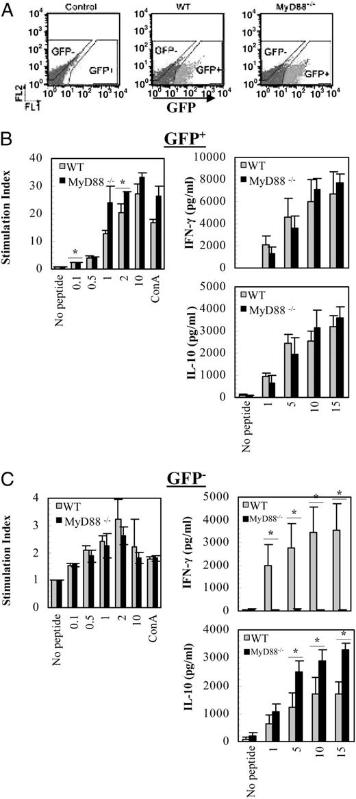FIGURE 5. MOG-specific response of endogenous and adoptively transferred cells from WT and MyD88−/− mice. Splenocytes were isolated from WT and MyD88−/− mice 11 d after transfer of 30 × 106 activated TGFP cells. Cells were sorted to GFP+ and GFP− cells using gates shown in A. GFP+ cells (2 × 104 per well) in the presence of irradiated APC and GFP− splenocytes (5 × 105 cells per well) were activated for 72 h with increasing concentrations of MOG35–55 peptide (μg/ml). B, GFP+ cells from WT and MyD88−/− mice proliferated in response to increasing concentrations of MOG35–55 peptide (μg/ml). GFP+ cells recovered from MyD88−/− mice showed significantly greater proliferative indices at 0.1 and 2 μg/ml peptide concentrations than cells recovered from WT mice (*p < 0.05). IFN-γ and IL-10 secretion by GFP+ cells from WT or MyD88−/− recipients was measured, and no significant differences between groups were observed. C, GFP− cells from WT and MyD88−/− mice proliferated in response to increasing concentrations of MOG35–55 peptide (μg/ml), and no differences were observed between groups. IFN-γ and IL-10 secretion of GFP− cells from WT or MyD88−/− recipients was measured (*p < 0.05, comparison of WT and MyD88−/− at each peptide concentration). Stimulation index was calculated based on the background cpm of cells in the absence of peptide. The graphs show a pool of three independent experiments, each containing two or three mice per group.