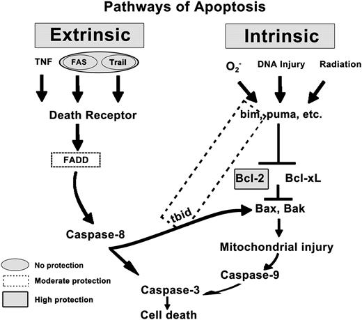FIGURE 8. Summary of pathways used in EBOV-induced lymphocyte apoptosis. Both extrinsic and intrinsic pathways may be used in EBOV infection to induce lymphocyte apoptosis. Moderate protection was found in mice lacking FADD signaling or Bim and Bid, whereas near-complete protection was exhibited in mice overexpressing Bcl-2 in WBCs. It is important to note that this model is a generalization of apoptotic pathways; pathways for apoptosis will vary according to cell type.