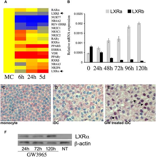 FIGURE 1. LXRα is expressed at high levels and is inducible during DC differentiation. A, Microarray transcript profiles for selected probe sets of nuclear receptors that were induced or repressed during differentiation of DCs. Heat map shows expression levels. Raw data were normalized to the median expression. The mean of three determinations is shown. Arrows indicate the two isoforms of LXR. B, Kinetics of LXRα and LXRβ mRNA expression was determined by RT-PCR as described in Materials and Methods. Cells were harvested at the indicated points. All PCR data are expressed as a ratio of the LXRα and LXRβ transcripts relative to cyclophilin expression. Error bars indicate the SD of the relative expression. C–E, Immunohistochemical detection of LXRα in monocytes (C), and iDCs differentiated in the absence (D) or presence of GW3965 (E) for 5 d. Arrows in E indicate positive (brown) nuclear staining for LXRα. Note the absence of (C) and markedly fewer (D) staining intensities. Original magnifications ×20. F, Western blot analysis of LXRα protein in iDCs that were differentiated in the presence or absence of 1 μM GW3965 administrated for the indicated periods of time.