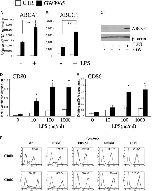 FIGURE 3. LXR response is enhanced during maturation of DCs and LXR programming increases CD80 and CD86 expression in mDCs. A and B, Expression levels of ABCA1 (A) and ABCG1 (B) were determined by real-time quantitative RT-PCR from mDC samples cultured for 5 d in the presence or absence of 1 μM GW3965 and stimulated with LPS for another 24 h. Data are expressed as a ratio of the transcripts relative to cyclophilin expression. Error bars indicate the SD of the relative expression. **p < 0.03, compared with the respective control value. C, Western blot analysis of ABCG1 protein in LPS treated DCs that were differentiated in the presence or absence of 1 μM GW3965 for 5 d and stimulated as described earlier. D and E, The mRNA levels for CD80 (D) and CD86 (E) in mDCs differentiated in the presence or absence of 1 μM GW3965 and stimulated with different doses of LPS for 24 h. Expression levels were determined by real-time quantitative RT-PCR. Data are expressed as a ratio of the transcripts relative to cyclophilin expression. Error bars indicate the SD of the relative expression. *p < 0.01, compared with the respective control value. F, Characterization of CD80 and CD86 cell surface expression by flow cytometry on mDCs that were differentiated in the presence of different doses of GW3965 and stimulated by LPS as described earlier. Numbers represent mean fluorescence inensity values. Data obtained with specific mAb indicated (—) versus isotype-matched control (–). One representative experiment of five performed is shown.