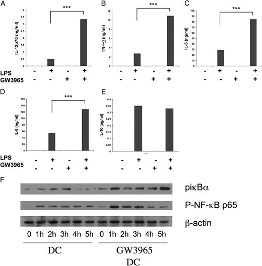 FIGURE 4. LXR treatment results in increased cytokine production in mDCs and prolonged NF-κB signaling, A–E, Levels of cytokines IL-12 (A), TNF-α (B), IL-6 (C), IL-8 (D), and IL-10 (E) from supernatants of mDCs differentiated in the presence or absence of GW3965 1 μM and treated with LPS for 24 h and measured by ELISA as described in Materials and Methods. Data show the means and SEM of four independent experiments. Significance versus untreated mDCs. ***p < 0.03. F, Western blot analysis of IκB α Ser32/36, NF-κB p65 Ser536 phosphorylation and β-actin expression in LPS treated DCs that were cultured in the presence or absence of GW3965 as described above.