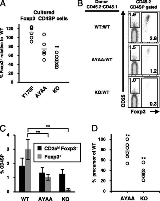 FIGURE 2. CD28 is involved in the generation of Foxp3− Treg precursors. A, Decreased frequency of cytokine responsive Treg precursors in CD28 KO and AYAA mice. CD25hiFoxp3− CD4SP cells were FACS purified from WT and indicated strains, cultured in vitro with hIL-2 (50 U/ml), and analyzed at 24 h for Foxp3 expression by flow cytometry. Data were normalized to that of WT from the same experiment to account for interexperimental variation. Each dot represents data from an individual experiment. Bars indicate the average normalized percentage of Treg precursors (n = 8, WT and KO; n = 5, AYAA; n = 6, Y170F). B, The effect of CD28 on the generation of Tregs is cell intrinsic. Lethally irradiated congenic hosts (CD45.1) were reconstituted with an equal mixture of bone marrow cells from WT (CD45.1) and WT, KO, or AYAA (all CD45.2) mice. Foxp3 and CD25 expression in CD45.2+CD4SP cells were analyzed by flow cytometry six weeks postreconstitution. C, Percentages of CD25hiFoxp3− and Foxp3+ cells within the CD45.2+CD4SP subset are summarized (n = 12, WT and KO; n = 8, AYAA; n = 6, Y170F). D, The effect of CD28 on the generation of Treg precursors is cell intrinsic. FACS purified CD45.2+ Foxp3− CD4SP cells were cultured in vitro with hIL-2 (50 U/ml) and Foxp3 expression was analyzed 24 h later by flow cytometry. Data shown were normalized to that of WT cells in the same experiment. Each dot represents data from an individual mouse (n = 6 mice, four independent experiments), and the bars indicate the average normalized percentage. **p ≤ 0.01.