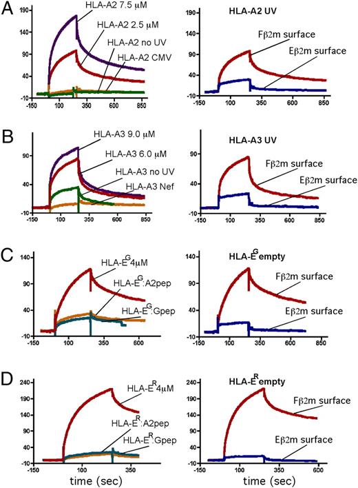 FIGURE 5. MHC-I HC, but not H complex, binds directly and specifically to HLA-F. Surface plasmon resonance binding sensorgrams were analyzed using surfaces coated with refolded Fβ2m on the left or with two channels simultaneously, containing Fβ2m and EGβ2m separately, shown in the rightmost panels. A, HLA-A2 refolded with conditional ligand as described in Materials and Methods was injected over the Fβ2m surface after UV exposure at 2.5 μM (red line) and 7.5 μM (purple line), and HLA-A2 refolded with conditional ligand with no UV at 5.0 μM (green line) and refolded with CMV pp65 (495–503) peptide at 4μM (orange line), all as indicated. HLA-A2 refolded with conditional ligand and treated with UV was passed over the separate and marked Fβ2m (red line) and EGβ2m (blue line) surfaces simultaneously in the panel immediately to the right. B, HLA-A3 refolded with conditional ligand was injected after UV exposure at 6 μM (red line) and 9.5 μM (purple line) and HLA-A3 refolded with conditional ligand with no UV at 14 μM (green line) and refolded with HIV Nef (73–82) peptide at 10 μM (orange line), all as indicated. HLA-A3 refolded with conditional ligand and treated with UV was passed over the Fβ2m (red line) and EGβ2m (blue line) surfaces simultaneously as indicated. C, HLA-EG + β2m refolded without peptide at 4μM (purple line) and refolded with nonamer from HLA-A2 (orange line) and HLA-G (green line) were injected over the Fβ2m surface. HLA-EG + β2m refolded without peptide at 4 μM was recorded over the Fβ2m (red line) and EGβ2m (blue line) surfaces simultaneously as indicated. D, Identical to C, using refolded HLA–ER HC.