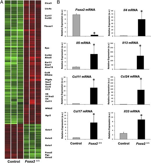 FIGURE 4. Deletion of Foxa2 in respiratory epithelial cells influenced expression of mRNAs mediating Th2-like inflammation and goblet cell differentiation. A, Lung cRNAs were produced from Foxa2∆/∆ and control littermate at PN15 (n = 3 of each genotype) and hybridized to murine genome MOE430 chips. Affymetrix microarray analysis (Affymetrix) revealed increased mRNAs delete expression of Th2 cytokines, chemokines including Il4, Il13, Ccl17, Ccl22, Ccl11, and Ccl24, as well as goblet cell-associated genes Clca3 and Agr2 postdeletion of Foxa2. B, Expression of mRNAs of Th2 cytokines (Il4, Il5, Il13, and Il33) and chemokines (Ccl11, Ccl24, and Ccl17), were increased in Foxa2∆/∆ mice at PN15 as detected by qRT-PCR. Graphs represent mean ± SEM at a.u.s. n = 3 for each genotype for qRT-PCR assay. *p < 0.05, versus control determined by Mood’s Median test. a.u., arbitrary unit.