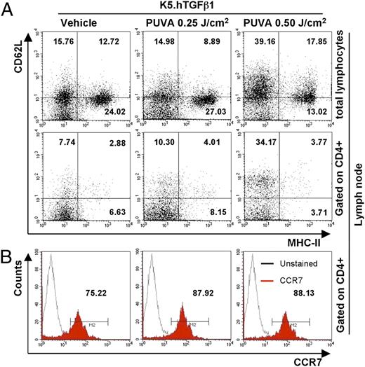 FIGURE 6. PUVA increases homing of CD4+ T cells. K5.hTGF-β1 transgenic mice were treated, as described in Fig. 1. At the end of the 4-wk treatment regimen, lymph nodes samples were collected. FACS of pooled lymph nodes of K5.hTGF-β1 mice were stained for CD4 and cell surface marker CD62L, MHC-II (A), and CCR7 (B). Plots are either gated on CD4+ T cells or total lymphocytes. Numbers in quadrants indicate percent cells. Data shown are from one representative experiment, with n = 3 pooled mice per treatment group.