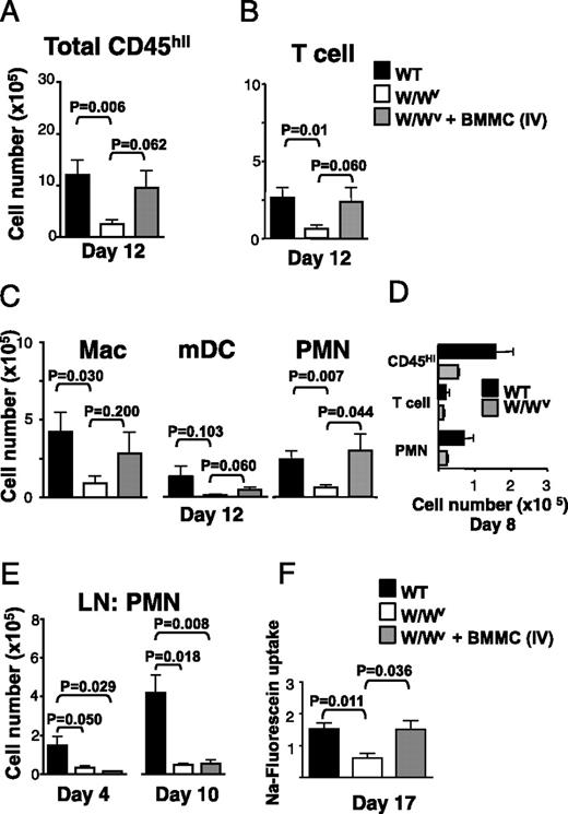 FIGURE 5. BMMC reconstitution of WBB6ckitW/Wv mice restores WT levels of inflammatory cell infiltration to the CNS and BBB permeability. Age-matched mice were immunized to induce disease and sacrificed at indicated day for analysis. Quantification of total CNS infiltrating CD45hi cells (A), T cells (CD45hi, CD3+, CD4+) (B), macrophages (CD45hi, CD11b+, CD11c−), myeloid DCs (CD45hi, CD11b+, Cd11c+), and neutrophils (CD45hi, Ly6G+, CD11c−) (PMN) (C) by flow cytometry at day 12 in WT, W/Wv, and i.v. BMMC-reconstituted W/Wv mice. D, Comparison of infiltrating CNS cell types at day 4. Data in A–D represent mean numbers ± SD from eight mice/WT or W/Wv group analyzed individually. E, Quantification of neutrophils in LNs of WT, W/Wv, and BMMC-reconstituted W/Wv mice at days 4 and 10 post EAE induction. Data are expressed as mean ± SD and are representative of two independent experiments with n = 4–5 mice/group. F, BBB permeability of age-matched WT and W/Wv and W/Wv-reconstituted mice with WT BMMCs mice as measured by sodium fluorescein penetrance into the CNS at day 17 post disease induction. Data represent mean ± SD from the analysis of five mice in each experimental group analyzed individually. Significance determined by unpaired Student two-tailed t test.