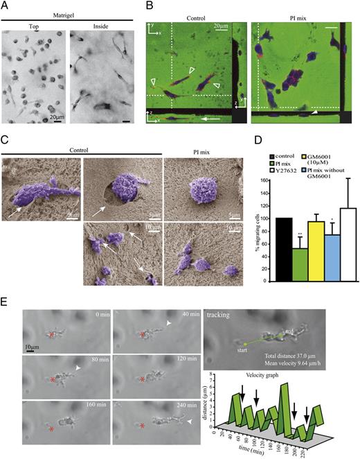 FIGURE 1. Human macrophages use the mesenchymal mode to migrate through Matrigel in a protease-dependent but MMP-dispensable manner. Human MDMs were loaded on the top of thick layers of Matrigel (9.3–11 mg/ml) polymerized in Transwell inserts. Cell migration was monitored every 24 h, and pictures of cells were taken after 72 h (A–C). A, Pictures of live cells either at the surface (top) or within (inside) the matrix were taken using the inverted video microscope (original magnification ×40). Bars: 20 μm. B, Confocal images of cells migrating in FITC-labeled matrices in the presence (PI mix) or absence (control) of protease inhibitors. Cells were fixed and permeabilized prior to staining of F-actin with Texas Red phalloidin and cell body with HCS cell mask deep red. Projections of a single z-section and x/z and y/z projections along the dashed white lines are shown. Elongated cells were observed within the matrix (arrow). Cells on the top of Matrigel showed mostly a rounded shape (white arrowheads). F-actin–enriched structures at the tip of membrane protrusions are shown (open arrowheads) using the Leica SP2 confocal microscope (original magnification ×40). Bars: 20 μm. C, Morphology of cells and interaction with the surrounding matrix was analyzed by scanning electron microscopy. Note the presence of holes in the matrix around control cells penetrating Matrigel (arrows), which were only occasionally seen in PI-treated cells (right pictures) (top, original magnification ×3000; bottom, original magnification ×1200). Bars: 5 and 10 μm. D, The percentage of migrating cells was measured in control or drug-treated cells (PI mix, GM6001 at 10 μM, PI mix without GM6001 or Y27632). Results are expressed as normalized values (mean ± SD of at least three independent experiments). Percentage of migrating cells in control experiments 26.7 ± 11.1%, n = 7. Statistics: Student t test (p = 0.005 for PI mix). E, Human MDMs were embedded in Matrigel for 24–48 h, and cell movement was followed by time-lapse video microscopy using the Leica DMIRB inverted microscope equipped with a CoolSnap HG camera (Roper Scientific SAS, Evry, France) (original magnification ×20). (Movie is shown in Supplemental Video 1). Initial position of the nucleus is labeled with a red asterisk. Arrowheads show protrusions at the leading edge and bifurcation between two branched pseudopodia typical of mesenchymal migration. Cell migration was discontinuous with short stops between two nucleus movements (arrows in the velocity graph) but directional as shown by the straightforward trajectory of cell (tracking). All experiments were repeated at least three times. Bar: 10 μm.