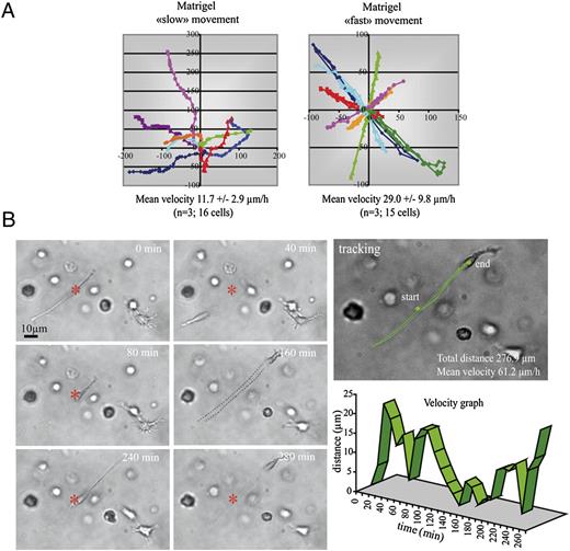 FIGURE 2. A, Tracking of human MDMs migrating through Matrigel. Human MDM trajectories were analyzed. Cells (number indicated) were examined by time-lapse video microscopy. The mean velocity was calculated, and the x/y trajectory of seven representative cells is shown on the graphs with a different color for each cell. Starting point is at the origin and each following point represents the position of the cell at 10-min time interval. Two types of cell movement were monitored: a “slow” movement, which was unidirectional, and a “fast” movement with alternate forward and backward motions. The latter proceeded along a tunnel that persisted into the matrix. B, Time-lapse video microscopy imaging of the “fast” movement of MDMs in Matrigel, which was taken using the Leica DMIRB inverted microscope equipped with a CoolSnap HG camera (original magnification ×20). (Movie is shown in Supplemental Video 2.) MDMs were treated as described in Fig. 1E. Initial position of the nucleus is labeled with a red asterisk. The persistent tunnel is materialized by dashed black lines at time point 160 min. All experiments were repeated at least three times. Bar: 10 μm.
