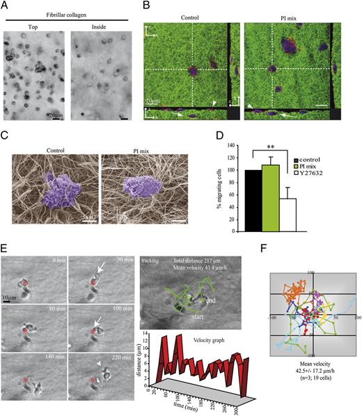 FIGURE 3. Human macrophages use the amoeboid mode to migrate through fibrillar collagen I. Human MDMs were loaded on the top of thick layers of fibrillar collagen I (2 mg/ml) polymerized in Transwell inserts. Cell migration was monitored every 24 h, and pictures were taken after 48 h (A–C). A, Pictures of live cells either at the surface (top) or within (inside) the matrix were taken using an inverted video microscope (original magnification ×10). Bars: 20 μm. B, Confocal pictures as described in Fig. 1 are showing cells migrating through FITC-labeled collagen in the presence (PI mix) or absence (control) of protease inhibitors. They were fixed and permeabilized prior to staining of F-actin with Texas Red phalloidin and cell body with HCS cell mask deep red. Control and PI mix-treated cells behaved similarly: equivalent proportion of cells at the surface (arrowheads) or within (white arrows) the matrix and similar morphology and F-actin staining in both cases (Leica SP2 confocal microscope, original magnification ×40). Bars: 20 μm. C, Scanning electron microscopy pictures of control and PI mix-treated cells on the top of fibrillar collagen were taken (original magnification ×3500). Bars: 5 μm. D, The percentage of migrating cells was measured in control or drug-treated cells (PI mix or Y27632). Results are expressed as normalized values (mean ± SD of at least three independent experiments), the percentage of migrating control cells is 33.8 ± 8.9% (n = 7). Statistics: Student t test (p = 0.007 for Y27632). E, Human MDMs were embedded in fibrillar collagen, and cell movement was followed by time-lapse video microscopy for indicated times using the Leica DMIRB inverted microscope equipped with a CoolSnap HG camera (original magnification ×20). (Movie is shown in Supplemental Video 3.) Initial position of the nucleus is labeled with a red asterisk. Rounded membrane protrusions (arrows) and few short protrusions (arrowheads) characteristic of amoeboid migration are shown. Cell movement was continuous (velocity graph) but not directional as shown by the random trajectory of cell (tracking). All experiments were repeated at least three times. Bars: 10 μm. F, Trajectories of 19 human MDM in three independent experiments were followed by time-lapse video microscopy. The mean velocity was calculated, and the x/y movement of seven representative cells is shown on the graphs with a different color for each cell trajectory. Starting point is at the origin, and each following point represents the position of the cell at each 10-min time interval. Compare the random continuous movement in fibrillar collagen to the orientated discontinuous movement in Matrigel (Fig. 2).