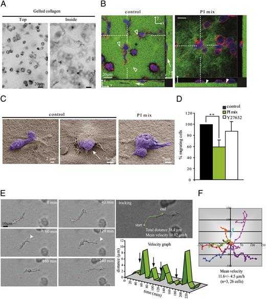 FIGURE 4. Human macrophages use the mesenchymal mode to migrate through a matrix of collagen I structurally organized as a gel. Human MDMs were loaded on the top of thick layers of gelled collagen I (5.1 mg/ml) polymerized in Transwell inserts. Cell migration was monitored every 24 h, and pictures of cells were taken after 72 h (A–C). A, Pictures of live cells either at the surface (top) or within (inside) the matrix were taken using an inverted video microscope (original magnification ×10). Bars: 20 μm. B, Confocal images as described in Fig. 1 are showing cells migrating in FITC-labeled matrices in the presence (PI mix) or absence (control) of protease inhibitors. Cells were fixed and permeabilized prior to staining of F-actin with Texas Red phalloidin and cell body with HCS cell mask deep red. Elongated cells were observed within the matrix (arrow). Cells on the top of collagen showed mostly a rounded shape (white arrowheads). F-actin enriched structures at the tip of membrane protrusions are shown (open arrowheads) (Leica SP2 microscope, original magnification ×40). Bars: 20 μm. C, Morphology of cells and interaction with the surrounding matrix analyzed by scanning electron microscopy (original magnification ×3500). Dismantled matrix is observed at the place of penetration of control cell inside collagen (arrow). This was not observed in the presence of PI mix. Bars: 2 and 5 μm. D, The percentage of migrating cells was measured in control or drug-treated cells (PI mix or Y27632). Results are expressed as normalized values (mean ± SD of at least three independent experiments), the percentage of migrating control cells is 33.0 ± 9.1% (n = 5). Statistics: Student t test (p = 0.002 for PI mix). E, Human MDMs were embedded in gelled collagen I, and cell movement was followed by time-lapse video microscopy using a Leica DMIRB inverted microscope equipped with a CoolSnap HG camera (original magnification ×20). Initial position of the nucleus is labeled with a red asterisk. Like in Matrigel, cells showed protrusions at the leading edge and bifurcation between two branched pseudopodia (arrowheads), cell migration was discontinuous with short stops between two nucleus movements (arrows in the velocity graph), and cell trajectory was directional (straightforward movement of cell on the tracking picture). (Movie is shown in Supplemental Video 4.) Each experiment was repeated at least three times. Bars: 10 μm. F, Trajectories of 26 human MDMs in three independent experiments were followed by time-lapse video microscopy as described in Fig. 3F, trajectories of seven representative cells are shown on the graphs with a different color for each cell. Compare the orientated discontinuous movement to the random continuous movement in fibrillar collagen (Fig. 3).