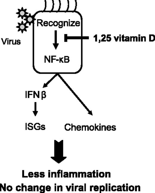 FIGURE 7. Vitamin D decreases RSV induction of NF-κB–linked chemokines and cytokines in airway epithelium while maintaining the antiviral state. Respiratory epithelium recognizes viruses via pattern recognition receptors. Ligand engagement results in activation of NF-κB and NF-κB–linked genes, including IFN-β and chemokines. Vitamin D modulates the airway epithelial responses to RSV by inhibiting NF-κB signaling. Despite dampening the innate antiviral response, vitamin D does not jeopardize viral clearance.