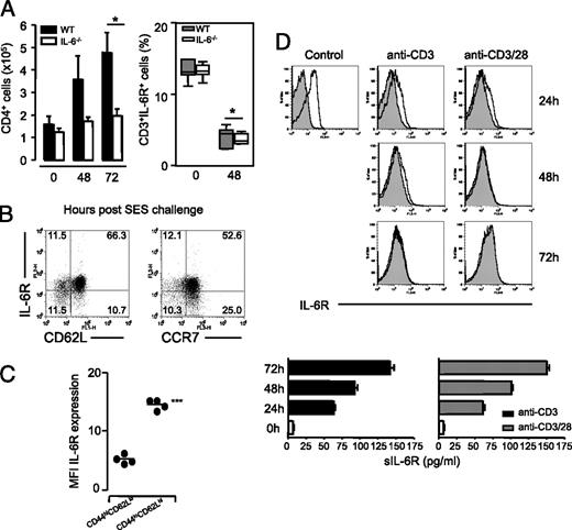 FIGURE 2. Inflammatory regulation of IL-6R expression during experimental SES-induced acute peritoneal inflammation. A, SES-induced peritoneal inflammation was established in WT and IL-6−/− mice. The peritoneal cavity was lavaged, and leukocyte numbers were determined at defined time points. Quantification of infiltrating CD4+ T cells and analysis of IL-6R expression on peritoneal CD3+ T cells was determined by flow cytometry (n = 5 per group per time point; *p < 0.05). B, Representative dot plots of cell surface staining for IL-6R versus CD62L and CCR7 on splenic CD4+ T cells of unchallenged WT mice. C, Flow cytometric analysis of IL-6R expression (measured by mean fluorescence intensity) on Th cells infiltrating the peritoneal cavity at 48 h after SES challenge and displaying an activated (CD44hiCD62Llo) versus nonactivated (CD44loCD62Lhi) phenotype. ***p < 0.001. D, Splenocytes were isolated from unchallenged WT mice, and T cells were activated in the presence of anti-CD3 or a combination of anti-CD3 and anti-CD28 in vitro for 72 h. Activation-induced loss of IL-6R expression on CD4+ T cells was determined by flow cytometry at 24, 48, and 72 h. sIL-6R levels in culture supernatants was determined by ELISA. Values represent mean ± SEM (n = 3). Representative histograms displaying CD4+ T cell IL-6R expression are shown. A rat IgG2b, κ PE isotype match for the anti–IL-6R PE was used as control (solid gray bars).