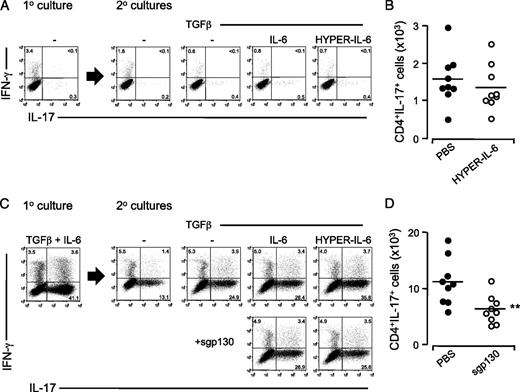 FIGURE 6. IL-6 trans signaling promotes the in vitro and in vivo maintenance of Th17 cells. A, WT CD4+ T cells were preactivated in primary (1°) cultures (anti-CD3 and anti-CD28) for 72 h to promote the loss of surface IL-6R. Cells were recovered and washed to remove any sIL-6R from the resulting culture supernatants and were analyzed for IFN-γ and IL-17A production by flow cytometry. The CD4+ cells were then transferred to secondary (2°) cultures identical to the 1° cultures or supplemented with TGF-β (1 ng/ml) alone or in combination with IL-6 or HYPER–IL-6 (0.8 ng/ml). IFN-γ– and IL-17A–producing Th cells were detected by flow cytometry after 3 d in 2° cultures. B, SES-induced peritoneal inflammation was initiated in IL-6–deficient mice. To promote local IL-6 trans signaling, mice were treated i.p. with 1 μg of HYPER–IL-6 or control PBS at 0 h (same time as SES challenge) and 24 and 48 h. After 72 h, the peritoneal cavity was lavaged, leukocytes were quantified, and CD4+ T cells producing IFN-γ and IL-17A were detected by flow cytometry. No differences were observed for CD4+IFN-γ+ cells. n = 9 mice per treatment. C, WT CD4+ T cells were activated in 1° cultures in the presence of TGF-β (1 ng/ml), IL-6 (20 ng/ml), and anti–IL-2 (10 μg/ml) in IMDM media for 4 d to promote a robust development of Th17 cells. Cells were recovered and washed to remove any sIL-6R from the resulting culture supernatants and analyzed for IFN-γ and IL-17A production by flow cytometry. The CD4+ cells were transferred to 2° cultures containing no exogenous cytokines (−), TGF-β alone (1 ng/ml), or in combination with IL-6 or HYPER–IL-6 (both at 0.8 ng/ml). To block IL-6 trans signaling, cultures were supplemented with sgp130-fc (500 ng/ml). IFN-γ– and IL-17A–producing Th cells were detected by flow cytometry after 3 d in 2° cultures. D, SES-induced peritoneal inflammation was initiated in WT mice. To block local IL-6 trans signaling, mice were treated i.p. with 1 μg of sgp130-fc or control PBS at 0 h (same time as SES challenge) and 24 and 48 h. The peritoneal cavity was lavaged after 72 h, leukocytes were quantified, and CD4+ T cells producing IFN-γ and IL-17A were detected by flow cytometry. No differences were observed for CD4+IFN-γ+ cells. n = 9 mice per treatment. **p < 0.01. FACS plots are representative of at least two independent experiments yielding identical results.