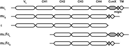 FIGURE 1. Schematic representation of human ε-chain, the long and short isoforms of mε chain, and the long and short mε.Fc constructs used to transfect CHO and Ramos cells. CεmX contains 52 aa and migis-ε 15 aa. TM, transmembrane segment.