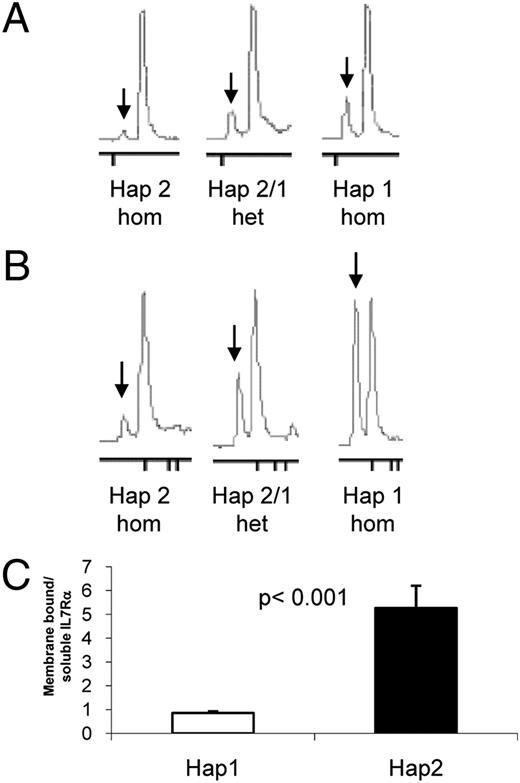FIGURE 3. Haplotype differences in soluble IL-7Rα gene expression are manifest in T cells but magnified in DCs. Representative electropherograms (Agilent Bioanalyzer) of soluble (arrow) and full-length (higher peak; no arrow) IL-7Rα gene expression determined in mRNA from whole-blood (A) or monocyte-derived (B) DCs from individuals homozygous for haplotype 1 or haplotype 2 or haplotype 1/2/heterozygotes. C, Full-length to soluble ratio of IL-7Rα mRNA isoforms in monocyte-derived DCs for Hap1 (n = 3) and Hap2 (n = 2), respectively. Differences significant by Mann-Whitney U test. Error bars represent SEMs. Donors were healthy controls.