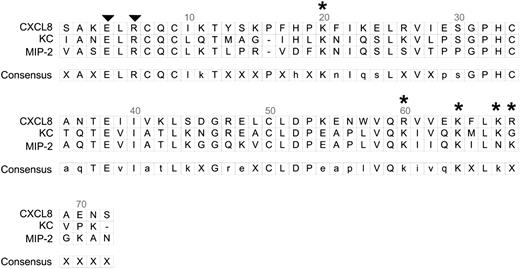 FIGURE 1. Alignment of human CXCL8 and the murine CXC chemokines, KC and MIP-2. The alignments were performed using DS Gene Software (Accelrys, San Diego, CA). The N-terminal ELR domain, which binds to CXC receptors on neutrophils, is identified with two arrowheads. Five positively charged amino acids, K20 in the proximal loop, plus R60, K64, K67, and R68 in the C-terminal α helix, make up the GAG-binding domain of CXCL8 (17). These five positively charged amino acids are identified with an asterisk (*). Three-dimensional models of CXCL8 show that the proximal loop containing K20 folds to bring this basic residue into close proximity with R60, K64, K67, and R68. The MUT forms of CXCL8 used here are a MUT where arginine at position 68 was converted to an alanine (R68A-CXCL8) and a TM-CXCL8 where lysines at position 64 and 67 and arginine at position 68 were mutated to alanines (K64A/K67A/R68A CXCL8 or TM-CXCL8). Murine KC and MIP-2 have similar three-dimensional structures, suggesting that K20, along with positive amino acids in the C-terminal α helix comprise the GAG-binding domains of these two chemokines.