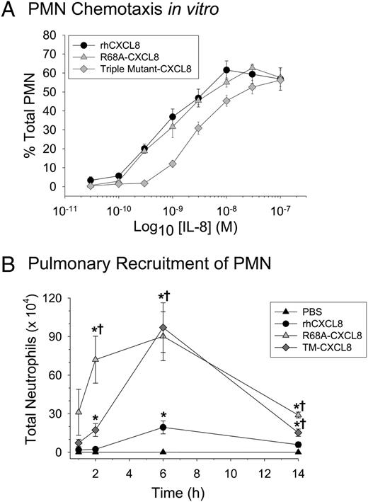 FIGURE 2. Neutrophil migration in response to rhCXCL8 and the CXCL8 MUTs. A, Neutrophil migration to the different forms of CXCL8 was measured using fluorescently labeled neutrophils and a Boyden-like chemotaxis chamber. Values are the mean ± SEM, with n = 3 experiments. B, Neutrophil migration in vivo was measured after instillation of either, vehicle (PBS), rhCXCL8, R68A-CXCL8, or TM-CXCL8 into the lungs of mice. All forms of CXCL8 were instilled at 1 μM based on preliminary studies. Necropsies were performed at specified times and the total neutrophils were measured in the BAL fluid. Values are the means ± SEM with n = 5–14 mice/group. Statistical analysis was performed with one-way ANOVA; *p < 0.05 when compared with the vehicle control; †p < 0.05 when compared with rhCXCL8.