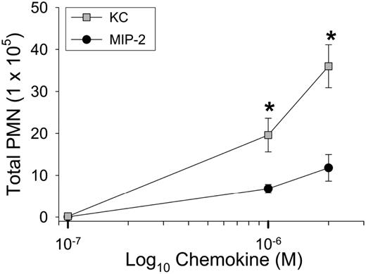 FIGURE 4. KC and MIP-2 recruit neutrophils with differing efficacies when instilled into the lungs of mice. KC and MIP-2 were instilled into the lungs of mice at three concentrations (0.1, 1, and 2 μM). Necropsies were performed 4 h after instillation and BAL was performed to recover cells from the airspaces of the lungs. At each concentration the total number of neutrophils recovered in BAL fluid was determined. Values are the means ± SEM with n = 6–9 mice/group. Statistical analysis was performed with Mann-Whitney U test; *p < 0.05.
