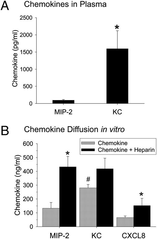 FIGURE 5. KC and MIP-2 diffuse into plasma and across an extracellular matrix at different rates. A, The amount of MIP-2 and KC in plasma was measured using ELISA at 4 h after the intratracheal instillation of the chemokines into the lungs of mice. Values are means ± SEM where n = 5. B, The diffusion of MIP-2, KC, and CXCL8 across an extracellular matrix was measured in the absence or presence of LMWH in vitro. ELISA analyses revealed that there was significantly more KC than MIP-2 in the lower chamber (#p < 0.008). The addition of LMWH significantly increased the recovery of MIP-2 (p = 0.007) and CXCL8 (p = 0.04) but not KC (p = 0.22). *p < 0.05 when the chemokine alone is compared with the chemokine and LMWH. Statistical analysis was performed with Mann-Whitney U test, Values are the means ± SEM with n = 6–12.