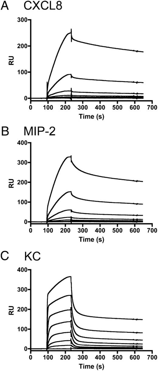 FIGURE 6. Sensorgrams obtained used SPR reveal the chemokines bind heparin with different kinetics. The binding of various concentrations of rhCXCL8 (A), MIP-2 (B), and KC (C) to heparinized CM-4 chips is shown. A, The concentration of rhCXCL8 was (upper to lower curves) 1000, 500, 250, 125, 62.5, and 0 nM. B, The concentrations of MIP-2 were (upper to lower curves) 1000, 333, 111, 37, 12.4, and 4.12 nM. C, The concentrations of KC were (upper to lower curves) 1000, 333, 111, 37, 12.4, 4.12, 1.37, 0.46, and 0.15 nM.
