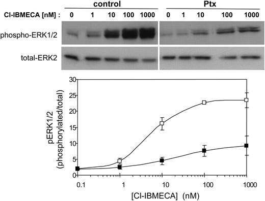 FIGURE 2. Stimulation of ERK1/2/ phosphorylation by Cl-IBMECA and inhibition by Ptx in HMC-1 cells. HMC-1 cells (2 × 106 cells/ml) were preincubated overnight with 100 ng/ml Ptx as indicated. Cells were washed and activated for 1 min with the indicated concentrations of Cl-IBMECA. Cell lysates were resolved by SDS-PAGE and immunoblotted with antiphospho-ERK1/2, followed by reprobing with antitotal-ERK2 as indicated. A representative blot is shown. The intensities of the bands corresponding to phospho-ERK1/2 and total-ERK2 were quantified and the relative (phosphorylated/total) pixel densities were calculated. Means ± SEM are presented. Open symbols, without; solid symbols, with Ptx.
