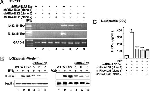FIGURE 1. Inhibition of endogenous IL-32 production in THP-1 cells by siRNA. A, THP-1 cells expressing the scrambled shRNA or shRNA–IL-32 (clones 5, 6, or 7) were left unstimulated or stimulated with 10 U/ml IFN-γ for 18 h. RT-PCR was performed with two separate primer sets for IL-32 as well as for GAPDH. The data shown are representative of three independent experiments. B, THP-1 cells expressing the scrambled shRNA or shRNA–IL-32 (clones 5, 6, or 7) were left unstimulated, stimulated with 10 U/ml IFN-γ for 24 h, or infected with M. tuberculosis for 24 h. Whole-cell lysates were prepared and sterile-filtered, and Western blot analyses were performed for IL-32. The blots were also probed for β-actin. The data shown are representative of three independent experiments. C, THP-1 cells expressing the scrambled shRNA or shRNA–IL-32 (clones 5, 6, or 7) were left unstimulated or stimulated with 10 U/ml IFN-γ for 24 h. The cells were then lysed, and the amount of IL-32α protein in the nuclear-free whole-cell lysates was measured by electrochemiluminescence. The data shown are the mean ± SD of three independent experiments. ***p < 0.001, compared with bar 2.