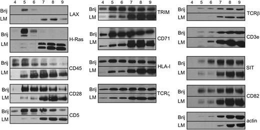 FIGURE 2. Gel filtration of specific membrane proteins solubilized in the presence of Brij-98 or LM. Brij-98 or LM lysates of LAX–LAT J.CaM2 transfectants were subjected to gel filtration on Sepharose 4B as in Fig. 1B, and the indicated proteins were visualized by immunoblotting.