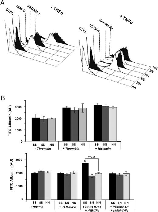 FIGURE 2. A, FACS analysis of adhesion molecules on SS (white) and NN (black) phenotyped HUVECs. HUVECs in resting (−TNF-α) or stimulated conditions (+TNF-α) were labeled with mAbs against PECAM-1, JAM-C, ICAM-1, E-Selectin, and mIgG (as control). Bound Abs were detected by FITC-labeled secondary Ab and were analyzed by flow cytometry. B, Permeability of three phenotyped HUVEC lines. HUVECs were cultured on fibronectin-coated polycarbonate filter chambers for 48 h. The passage of FITC-albumin through a confluent monolayer of cells at different time periods (5–60 min) was measured in the presence and absence of 0.2 U/ml thrombin or 3.2 × 10−5 mol/l histamine (upper panel). The lower panel shows permeability after treatment with mAb PECAM-1.1 in the presence and absence of rCD177/Fc or rJAM-C/Fc (as control). The intensity of migrated FITC-albumin in the lower chamber was measured by fluorescence microtiter plate reader. *p < 0.01; FITC-albumin passage between homozygous SS and NN (n = 4). AU, arbitrary unit.