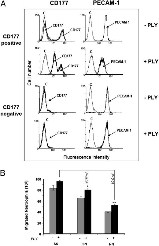 FIGURE 5. A, Analysis of CD177 and PECAM-1 surface expression on phenotyped neutrophils (CD177+ or CD177− neutrophils) before and after treatment with PLY. Neutrophils were treated with 25 ng/ml PLY for 30 min and labeled with mAbs 7D8 (anti-CD177) or Gi18 (anti–PECAM-1). After washing, bound mAb was detected with FITC-labeled secondary Ab and analyzed by FACS. B, PLY-untreated (−) or -treated (+) fluorescence-labeled neutrophils were allowed to migrate through HUVECs toward fMLP and were measured as above. *p < 0.05; **p < 0.01; neutrophil migration between homozygous SS and two NS and NN phenotypes (n = 4).