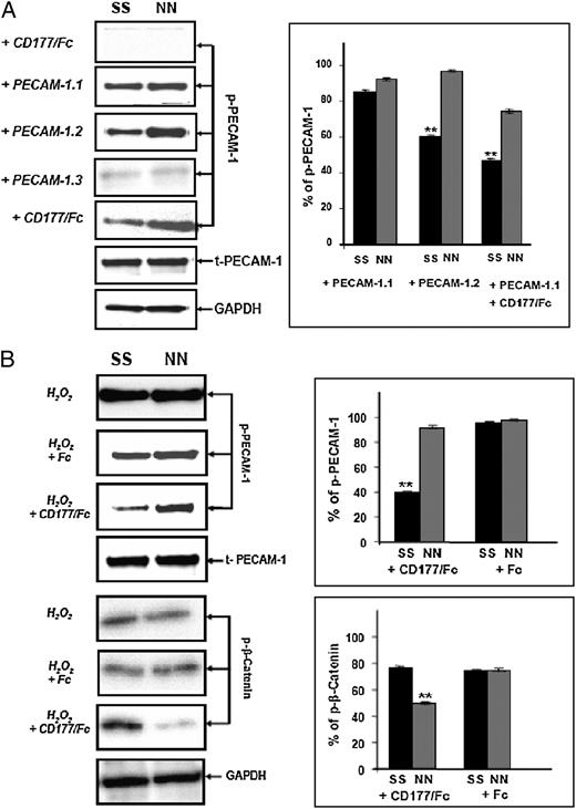 FIGURE 6. Immunoblot analysis of PECAM-1 phosphorylation in NN- or SS-phenotyped HUVECs after different stimulation. A, HUVECs were stimulated with rCD177/Fc, mAb PECAM-1.1 or PECAM-1.2 or PECAM-1.3 and PECAM-1.1 followed by rCD177/Fc (2.5 μg/ml for 60 min). After lysis, aliquots of protein (5 μg) were run on 10% SDS-PAGE. After blotting, proteins were stained with anti–PECAM-1 pY686 Ab (1 μg/ml), mAb Gi18 against PECAM-1 (2.5 μg/ml), or mAb against GAPDH (2.5 μg/ml) and were visualized with HRP-labeled secondary Abs using a chemiluminescence system. B, HUVECs were stimulated with H2O2 in the presence of rCD177/Fc or Fc alone (2.5 μg/ml for 60 min). After blotting, proteins were visualized with anti–PECAM-1 pY686 Ab (1 μg/ml), mAb Gi18 against PECAM-1 (2.5 μg/ml), anti–β-catenin pT41/S45 (2.5 μg/ml), or GAPDH (2.5 μg/ml), as described above. Bar graphs (right panels) represent the ratio of phosphorylated PECAM-1 (p–PECAM-1) or phosphorylated β-catenin (p–β-catenin) to total PECAM-1. *p < 0.01; PECAM-1 phosphorylation level between homozygous SS and NN.