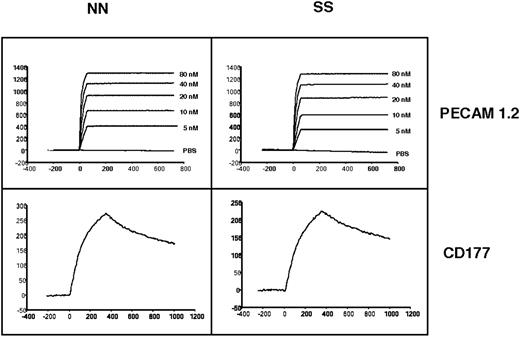 FIGURE 7. Effect of the PECAM-1 allelic form on ligand binding. Binding of mAb PECAM-1.2 and CD177 with the SS and NN allelic isoforms of PECAM-1 protein was determined in real time using SPR. Purified PECAM-1 isoforms were immobilized on a sensor chip. MAb PECAM-1.2 (upper panels) or purified CD177 (lower panels) was injected with a flow rate of 100 or 20 μl/ml, respectively, at 25°C. Note that CD177 bound with similar affinity to either PECAM-1 isoform as did mAb PECAM-1.2.