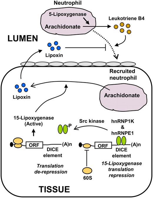 FIGURE 3. A translationally regulated enzyme 15-lipoxygenase controls neutrophil influx. A neutrophil (magenta) is recruited to the tissue from the lumen. This process is mediated by leukotriene B4 synthesized from arachidonate and catalyzed by 5-lipoxygenase within the neutrophil. The recruitment of neutrophil in the tissue is depicted to bring in arachidonate that produces lipoxin using translationally regulated enzyme, 15-lipoxygenase. Note that this enzyme is different from the 5-lipoxygenase within the neutrophil. The regulation requires recruitment of the hRNPK complex (green) to DICE, a novel RNA element in the 3′ UTR of 15-lipoxygenase mRNA that can block 60S ribosomal subunit joining and inhibit translation. Tissue lipoxin (blue circles), generated by 15-lipoxygenase, exits and blocks further neutrophil influx. DICE, differentiation induced control element.