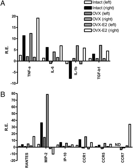 FIGURE 6. Effects of MCAO on gene expression of (A) cytokines and (B) chemokines, and CCRs in brain of intact and OVX female mice with or without E2 replacement measured at 96 h post-MCAO. Ischemic (right) and nonischemic (left) brain hemispheres were collected from all groups treated with MCAO or sham-operation (n = 3 for each pooled group). Relative expression of each sample was determined using the 2ΔΔCt method. The reference gene was GAPDH. Representative data are presented as fold change as compared with sham treated mice.