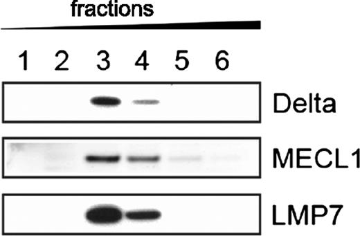 FIGURE 3. LMP2−/− B cells contain mixed proteasomes. Fractions of LMP2−/− B cell lysate were isolated using a sucrose gradient and immunoblotting was performed. The first fraction contained the lightest material and the sixth fraction contained the heaviest.