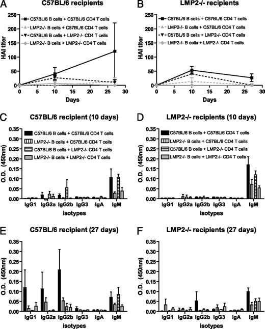 FIGURE 6. Immunoproteasome expression in B and CD4+ T cells is required for the generation of IAV Ab responses. Purified B and CD4+ T cells from C57BL/6 or LMP2−/− mice were transferred into sublethally irradiated C57BL/6 or LMP2−/− recipient mice. The mice were vaccinated with IAV and Ab titers were determined by HAI (A, B) and ELISA (C–F; n = 3 mice per group; n = 2 at some late time points). Data are mean ± SEM and are representative of two independent experiments.