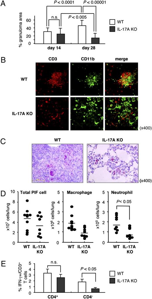 FIGURE 1. Defect of mature pulmonary granulomas formation after BCG infection in IL-17A KO mice. WT or IL-17A KO mice were infected i.t. with BCG. A, At the indicated times postinfection, the percentage of granulomatous area in 10–15 sections was analyzed using photographs of H&E-stained lung histology. B, Immunofluorescence staining of the lung frozen sections was carried out on day 28 of the infection with anti-CD3 (red) and anti-CD11b (green) mAbs and analyzed by confocal laser scanning microscopy. Original magnification ×400. C, BCG was detected by Ziehl-Neelsen staining in the lung of WT or IL-17A KO mice at 28 d after BCG infection. Original magnification ×400. D, The absolute number of macrophages and neutrophils in the PIF cells at 28 d postinfection are shown. E, On day 28 postinfection, the lung lymphocytes were stimulated with PPD, and the percentages of IFN-γ–producing CD4+ or CD4− cells in CD3+ T cells were determined. Data representative of three independent experiments are demonstrated in all of the panels.