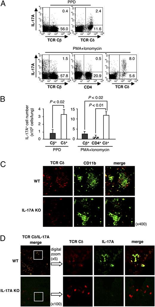 FIGURE 2. The localization of IL-17A–producing TCR γδ T cells in the BCG-infected lungs. WT and IL-17A KO mice were infected i.t. with BCG and analyzed on day 28 of the infection. A, The lymphocytes from PIF cells of WT mice were cultured with PPD or PMA plus ionomycin. The cells were stained with mAb against surface markers of each T cell subsets, then intracellularly with anti–IL-17A mAb and analyzed by FCM. B, The absolute number of IL-17A–producing cells (CD4+, TCR Cβ+, and TCR Cδ+ T cells) in the BCG-infected WT mice were analyzed by FCM in the PIF cells stimulated with PPD (left panel) or PMA plus ionomycin (right panel), and the numbers of IL-17A–producing cells were determined. Frozen sections of lungs were stained with anti-Cδ (red) and anti-CD11b (green) mAbs (C) or anti-Cδ (red) and anti–IL-17A (green) mAbs (D) and analyzed by confocal laser scanning microscopy. All data are representative of three to five separate experiments. Original magnification ×400 (C), ×100 (D, left panels), and ×500 (D, right panels).