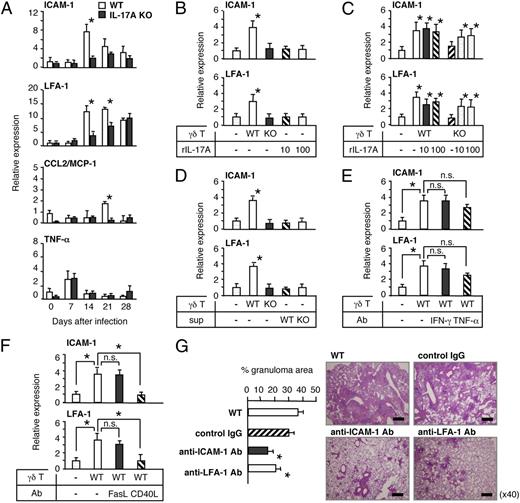 FIGURE 5. IL-17A produced by TCR γδ T cells from WT mice enhanced the expression of adhesion molecules ICAM-1 and LFA-1. A, Kinetics of the expression of ICAM-1, LFA-1, CCL2/MCP-1, and TNF-α in the infected lungs were analyzed after the BCG infection by real-time RT-PCR. The data were normalized to β-actin RNA content and plotted as fold change over uninfected WT mice. *p < 0.05 in comparison with the uninfected WT mice. B, IL-17A–producing TCR γδ T cells induced the expression of ICAM-1 and LFA-1 in vitro by BCG-infected macrophages. BCG-infected macrophages derived from TCR Cδ KO mice were cocultured with IL-17A–producing TCR Vγ6+ γδ T cells from PEC cells of WT or IL-17A KO mice or rIL-17A (10 or 100 ng/ml). The BCG-infected macrophages were also cocultured with the TCR γδ T cells in the presence of rIL-17A (10 or 100 ng/ml) (C) or culture supernatants (sup) from coculture of BCG-infected macrophages and TCR Vγ6+ γδ T cells from either WT or IL-17A KO mice (D). The expression of ICAM-1 and LFA-1 was analyzed by real-time RT-PCR. *p < 0.05 in comparison with the infected macrophages alone. E, BCG-infected macrophages and WT TCR Vγ6+ γδ T cells were cultured in the presence or absence of anti–IFN-γ or anti–TNF-α mAb, and the expression of ICAM-1 and LFA-1 was analyzed by real-time RT-PCR. *p < 0.05 in comparison with the culture of the macrophages and TCR γδ T cells in the absence of mAb. F, BCG-infected macrophages and WT TCR Vγ6+ γδ T cells were cultured in the presence or absence of anti-FasL or anti-CD40L mAb, and expression of ICAM-1 and LFA-1 was analyzed by real-time RT-PCR. *p < 0.05 in comparison with the culture of the macrophages and TCR γδ T cells in the absence of mAb. G, WT mice were infected i.t. with BCG and treated intranasally with anti–ICAM-1, anti–LFA-1, or control IgG Abs at 14 d postinfection. The lung sections were stained with H&E on day 28 of the infection (right panels, original magnification ×40), and the percentage of granulomatous area in the lungs was determined (left panels). The mean and SD of 10–15 sections is shown. *p < 0.001 in comparison with the WT mice. Data representative of three independent experiments are demonstrated in all the panels.