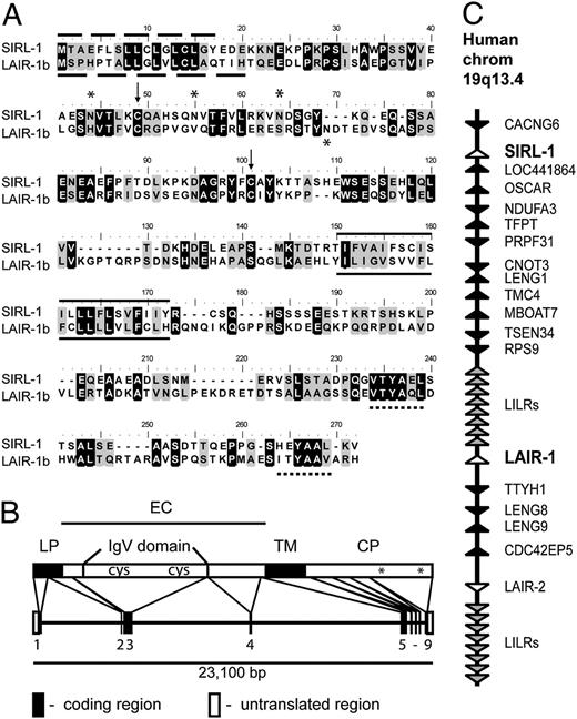FIGURE 1. SIRL-1 is homologous to LAIR-1b and SIRL-1 gene is located in close proximity to the human LRC region. A, Protein sequence alignment of SIRL-1 and LAIR-1b. ▪, identical amino acids; gray boxes, similar amino acids. Gaps introduced to optimize the sequence alignment are indicated by dots. SIRL-1 contains three putative glycosylation sites at N44, N55, and N64, indicated by asterisks. Arrows indicate cysteines that form a disulfide bond and mediate formation of an IgV domain. The single hydrophobic transmembrane of both proteins is underlined. Dashed lines illustrate intracellular tyrosines that are part of putative ITIMs. SIRL-1 protein sequence is available at NBCI (www.ncbi.nlm.nih.gov) under accession number NP_940883.2. B, Schematic overview of SIRL-1 gene and protein. ▪, protein coding sequences. The protein structure is subdivided into the leader peptide (LP), the extracellular domain (EC), transmembrane domain (TM), and cytoplasmic domain (CP). The two cysteines (cys) that form disulfide bonds and shape the IgV region are also indicated. *, Putative ITIM sequences. SIRL-1 contains nine exons. The first two exons encode for SIRL-1 leader peptide. The IgV region, TM region, and the two ITIMs are all located on separate exons. C, Schematic organization of the human LRC region on chromosome 19q13.4. SIRL-1 and its closest homolog, LAIR-1b, are depicted in bold and indicated by white arrows, which indicate their direction of transcription. Other genes depicted include the large leukocyte Ig-like receptor family of genes, which is depicted by gray arrows.