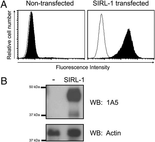 FIGURE 2. Anti–SIRL-1 mAbs specifically bind SIRL-1. A, Nontransfected (−) and SIRL-1–transfected RBL-2H3 cells were stained with FITC-conjugated 1A5 anti–SIRL-1 mAb or an isotype control and analyzed by flow cytometry. The open histogram represents isotype control staining; the filled histogram represents SIRL-1 staining. B, Nontransfected and SIRL-1–transfected RBL-2H3 cells were lysed and analyzed by Western blot. The SIRL-1–specific Ab detected a ∼45-kDa band and a fainter ∼37-kDa band in the SIRL-1–transfected but not in the nontransfected RBL-2H3 cells.
