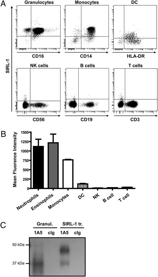 FIGURE 3. SIRL-1 is expressed on myeloid but not on lymphoid cells. A, Leukocytes were isolated from human peripheral blood by Ficoll-Histopaque density gradient centrifugation, and coexpression of SIRL-1 and lineage markers was determined by flow cytometry. Granulocytes were gated on base of forward and side scatter and CD11b expression. SIRL-1 is highly expressed by CD16high neutrophils and CD16low eosinophils (left top panel). CD14+ monocytes (middle top panel) were gated on base of forward and side scatter. HLA-DR+ myeloid dendritic cells (right top panel) were gated on base of forward and side scatter and further selected by gating CD3−CD14−CD19−CD56− and CD11c+ cells. Lymphocytes were gated on base of forward and side scatter. CD56+ NK cells and CD19+ B cells were selected by gating CD3− cells. Neither NK cells, B cells, nor CD3+ T cells expressed SIRL-1 (bottom panels). Quadrants were set on base of isotype stainings. Data shown are representative of at least three different donors analyzed in independent experiments. B, Mean fluorescence intensity of SIRL-1 expression on different peripheral blood cell types averaged for three donors. Error bars represent SEM. C, Immunoprecipitations with 1A5 anti–SIRL-1 (1A5) or an isotype control (cIg) mAb were performed on isolated granulocytes and SIRL-1–transfected RBL-2H3 cells. Samples were analyzed by Western blots using 1A5 anti–SIRL-1 mAb, followed by HRP-linked secondary Abs to detect SIRL-1 expression. A specific ∼37-kDa band was detected in granulocytes after immunoprecipitation with 1A5 anti–SIRL-1 mAb.