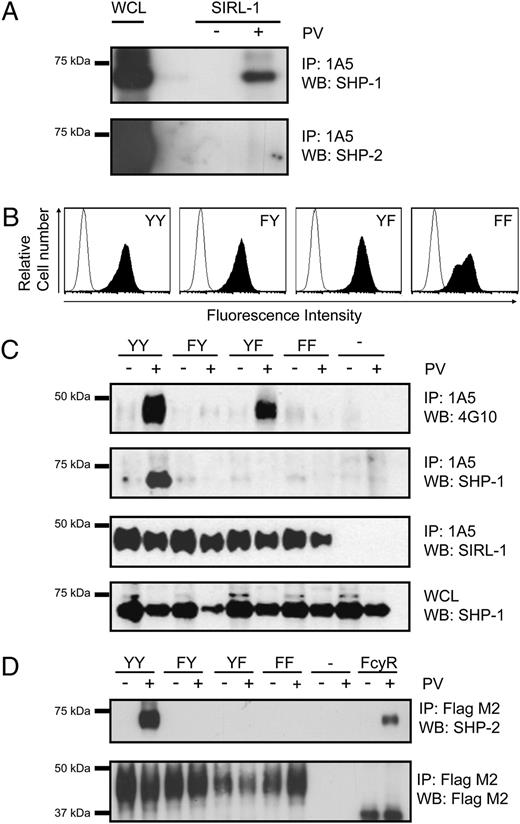 FIGURE 4. SIRL-1 needs both ITIMs to recruit SHP-1 and SHP-2. A, SIRL-1 recruits SHP-1 but not SHP-2 in RBL-2H3 cells. RBL-2H3 cells transfected with SIRL-1 were treated with 50 μM pervanadate (PV) in PBS, or PBS alone for 15 min at 37°C, after which cells were lysed in 1% Triton buffer. The immunoprecipitation (IP) was performed with protein A/G PLUS-agarose beads coupled to 1A5 anti–SIRL-1 mAb. Western blotting (WB) was performed using anti–SHP-1 and anti–SHP-2 Abs. The results are representative of three independent experiments. B, Expression of SIRL-1 on RBL-2H3 cells stably transfected with wild-type SIRL-1 (YY) and SIRL-1 tyr-phe mutants, which include mutation of the N-terminal ITIM (FY), the C-terminal ITIM (YF), and both ITIMs (FF). Nontransfected RBL-2H3 cells were taken as a control. Cells were stained with FITC-conjugated SIRL-1–specific mouse mAb 1A5 or an isotype control and analyzed by flow cytometry (solid and open histograms, respectively). C, Phosphorylation pattern and recruitment of SHP-1 by SIRL-1 YY and tyr-phe mutants. RBL-2H3 cells transfected with SIRL-1 YY and tyr-phe mutants were treated with PV, lysed, and immunoprecipitated as described in A. WB was performed using anti–SHP-1 (top panel and bottom panel loading control), 4G10 antiphosphotyrosine (second panel), and 1A5 anti–SIRL-1 Abs (third panel). The results are representative of five independent experiments. D, Recruitment of SHP-2 by SIRL-1 YY and tyr-phe mutants. HEK293T cells were transiently transfected with flag-tagged SIRL-1 YY and tyr-phe mutants and flag-tagged FcγRIIB. After PV treatment, cells were lysed an immunoprecipitated with anti-flag M2 Affinity Gel. WB was performed using anti–SHP-2 (top panel) and anti–flag M2-HRP (bottom panel). The results are representative of two independent experiments. WCL, whole-cell lysate.