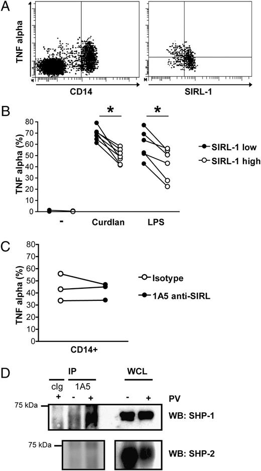 FIGURE 6. SIRL-1high-monocytes produce less TNF-α than SIRL-1low monocytes. Whole blood was diluted 1/5 in RPMI 1640 medium and stimulated for 4 h with Curdlan or LPS, after which cells were stained for surface expression of SIRL-1 and CD14, permeabilized, and stained with anti–TNF-α. Monocytes were gated on base of forward and side scatter. A, TNF-α production by SIRL-1high versus SIRL-1low monocytes was analyzed by plotting TNF-α production against SIRL-1 expression for CD14+ cells. Quadrants were set on base of unstimulated samples (y-axis) and to the left of the main SIRL-1high population (x-axis). Representative dot plots are shown. B, Percentage of TNF-α production for SIRL-1low and SIRL-1high cells stimulated with 10 μg/ml Curdlan (n = 7) or 10 ng/ml LPS (n = 6). Differences between for SIRL-1low and SIRL-1high cells were analyzed Wilcoxon signed-rank test; p = 0.018 for Curdlan-stimulated samples, and p = 0.028 for LPS-stimulated samples. C, Cross-linking with 1A5 anti-SIRL mAb has no effect on TNF-α production by CD14+ monocytes. Whole blood was incubated with 10 μg/ml immobilized 1A5 anti-SIRL or an isotype control for 10 min, after which 10 μg/ml Curdlan was added to the culture. Percentages TNF-α production are shown (n = 3). D, SIRL-1 interacts with SHP-1 but not SHP-2. Monocytes were isolated from mononuclear cells using a CD14-positive selection MACS kit. Cells were treated with 50 μM pervanadate (PV) in PBS or PBS alone for 15 min at 37°C, after which cells were lysed in 1% Triton buffer. The immunoprecipitations (IPs) were performed with protein A/G PLUS-agarose beads coupled to 1A5 anti–SIRL-1 (1A5) or an isotype control (cIg) mAb. Western blotting (WB) was performed using anti–SHP-1 (top panel) and anti–SHP-2 (bottom panel) Abs. The results are representative of three independent experiments (in total four donors). WCL, whole-cell lysate.