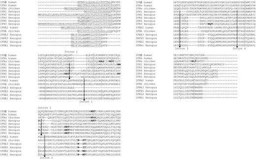 FIGURE 1. Multiple alignment of type I and III IFNs from Xenopus, chicken, and human. The alignment was generated by CLUSTALW using full-length protein sequences. The putative signal peptide sequences predicted by SignalP are underlined. Conserved cysteines are shadowed and predicted glycosylation sites are in bold. Intron positions are indicated by arrows and numbered above or below the alignment.